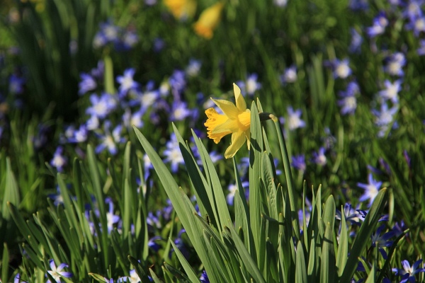 Fruehling   076.jpg